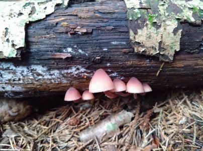 A - nie je v datab&aacute;ze