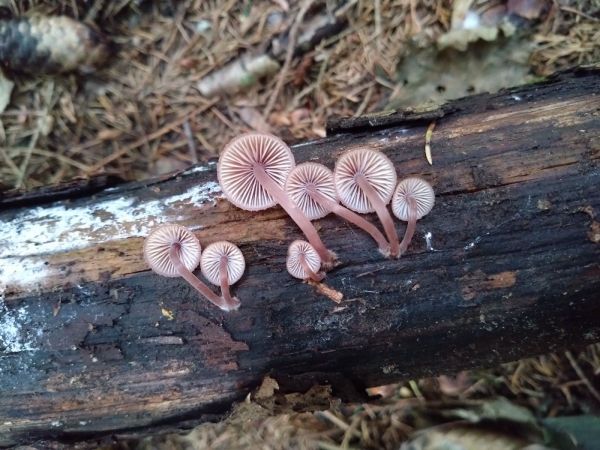 A - nie je v datab&aacute;ze