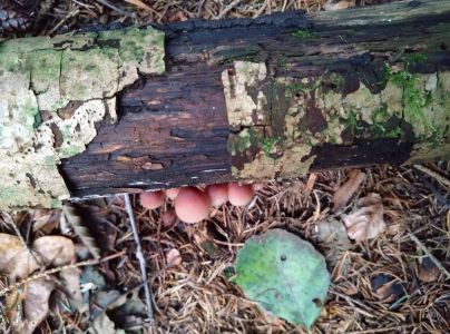 A - nie je v datab&aacute;ze