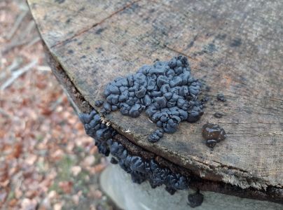 Tmavor&ocirc;solovec mozgovit&yacute;