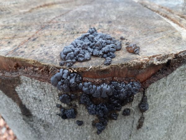 Tmavor&ocirc;solovec mozgovit&yacute;