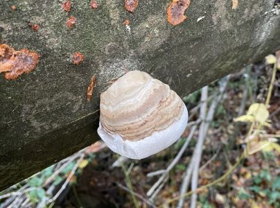 Pr&aacute;chnovec kopytovit&yacute;