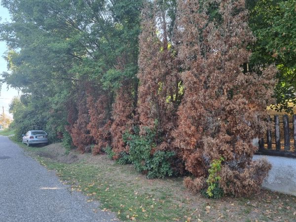 Krasoň borievkov&yacute;