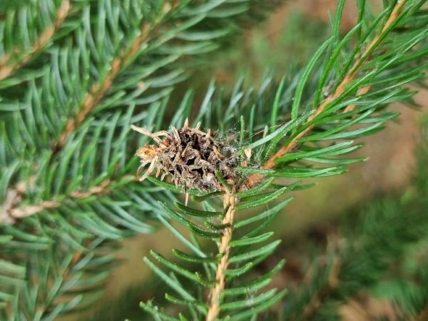 K&ocirc;rovnica smrekovcov&aacute;