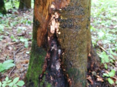 Podpňovka obyčajn&aacute;