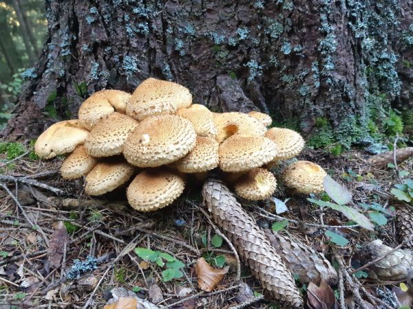 &Scaron;upinovka &scaron;upinat&aacute;