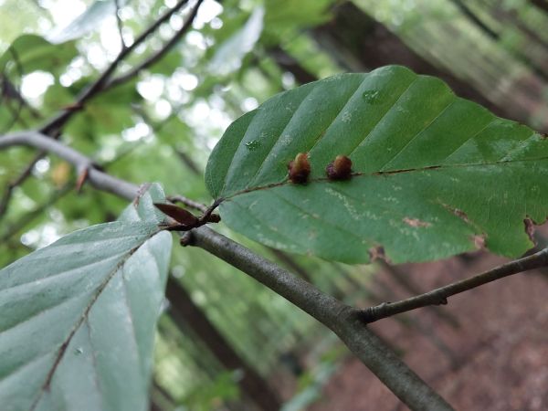 Byľomor bukov&yacute;