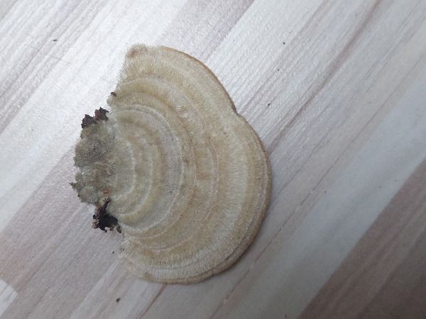 Tr&uacute;dnikovec chlpat&yacute;