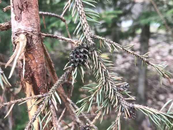 K&ocirc;rovnica zelen&aacute;