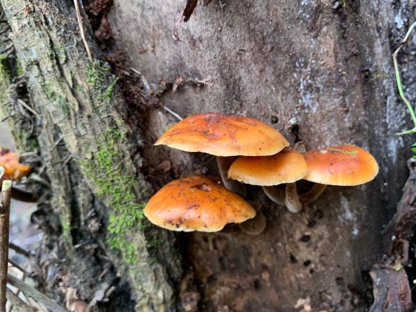 Plamienka zimn&aacute;