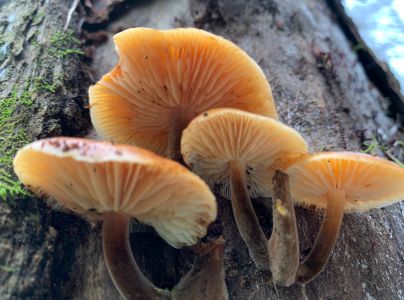 Plamienka zimn&aacute;