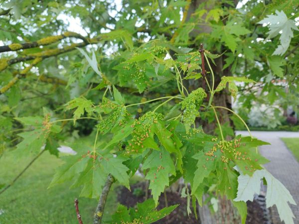 Vlnovn&iacute;k &scaron;tvornoh&yacute;