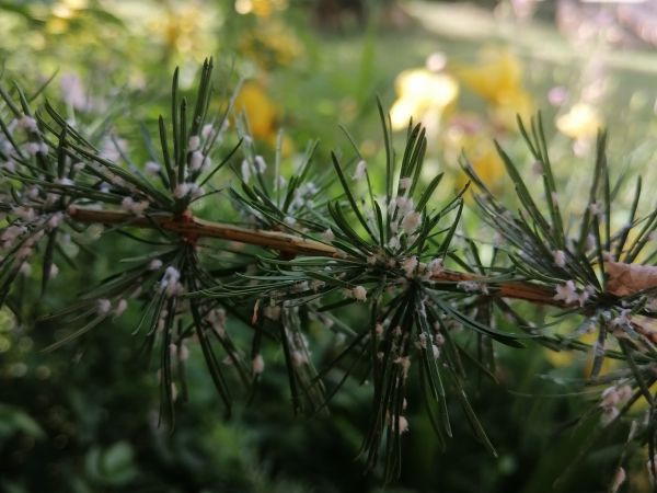 K&ocirc;rovnica zelen&aacute;