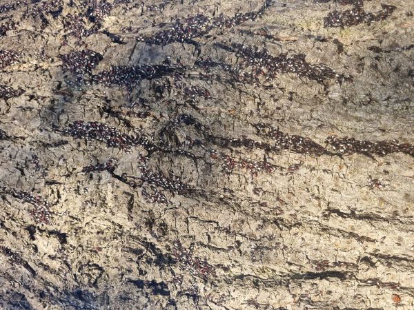 Plo&scaron;tička lipov&aacute;