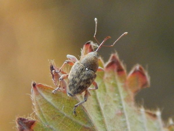 A - nejednoznačne určen&yacute;, nie sme si ist&iacute;