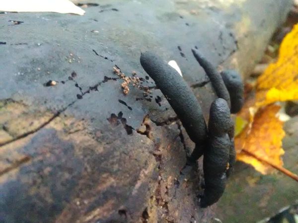 A - nie je v datab&aacute;ze