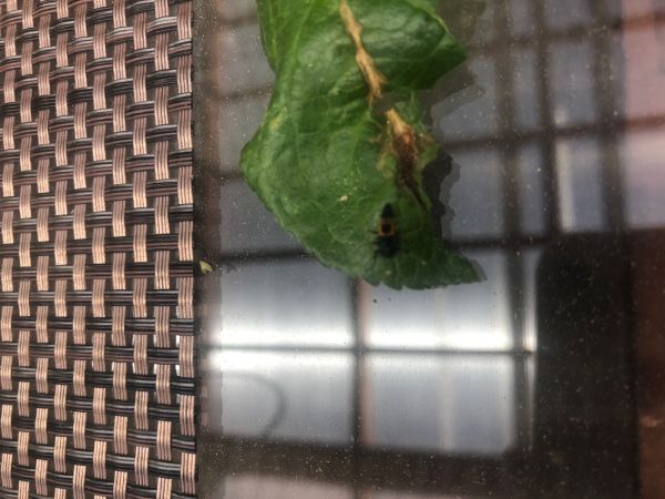 Lienka v&yacute;chodn&aacute;