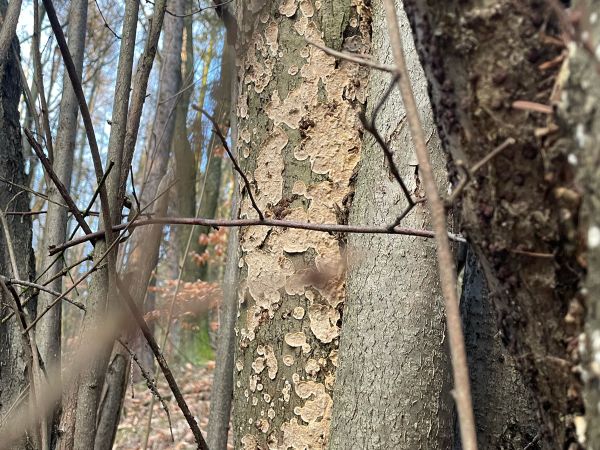 Pevn&iacute;k zvr&aacute;snen&yacute;