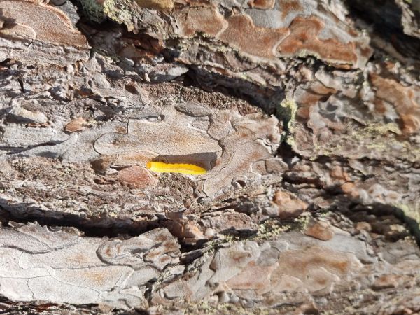 Hreben&aacute;rka borovicov&aacute; 