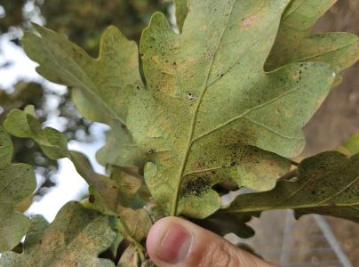 Sietnička dubov&aacute;