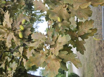 Sietnička dubov&aacute;