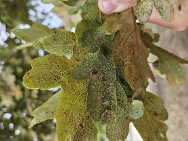 Sietnička dubov&aacute;