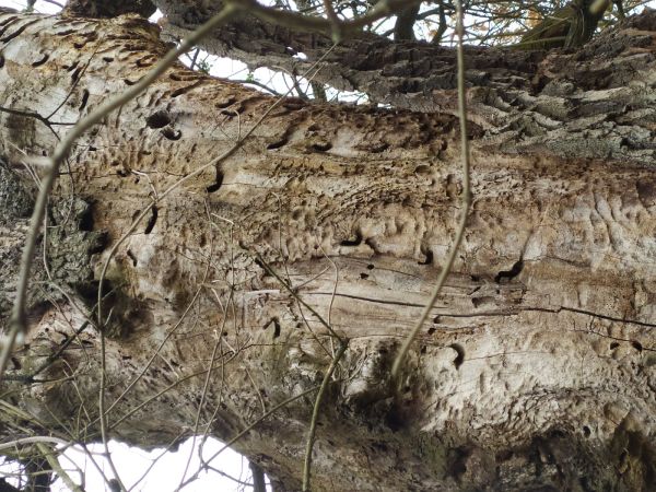 Fuz&aacute;č veľk&yacute;