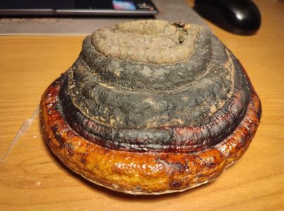 Pr&aacute;chnovček p&aacute;sikav&yacute; 