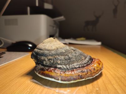 Pr&aacute;chnovček p&aacute;sikav&yacute; 