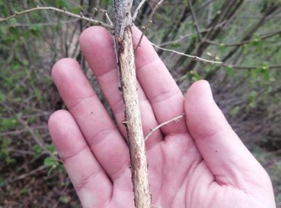 Drobn&eacute; hlodavce