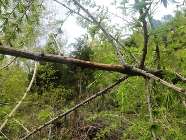 Drobn&eacute; hlodavce