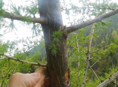 Drobn&eacute; hlodavce