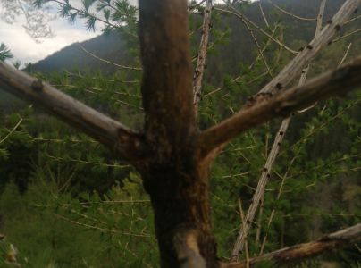 Drobn&eacute; hlodavce