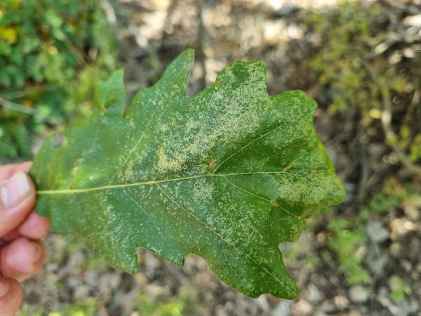 Sietnička dubov&aacute;