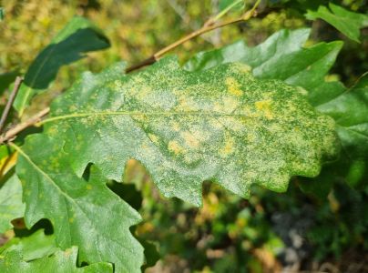 Sietnička dubov&aacute;