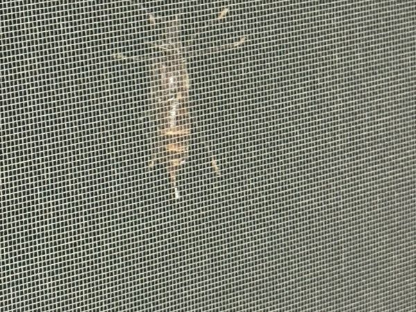 P&iacute;lovka veľk&aacute;