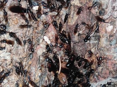 Mravce rodu Camponotus
