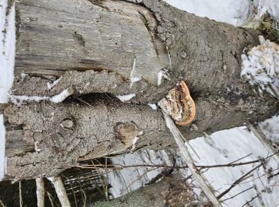 Pr&aacute;chnovček p&aacute;sikav&yacute; 