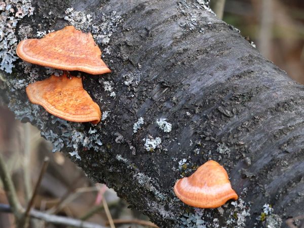 Červenica rumelkov&aacute;