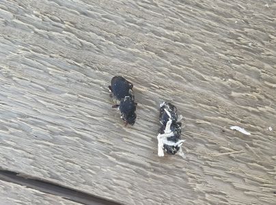 A - nejednoznačne určen&yacute;, nie sme si ist&iacute;