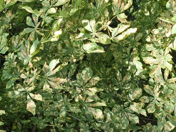 Plosk&aacute;čik paga&scaron;tanov&yacute;