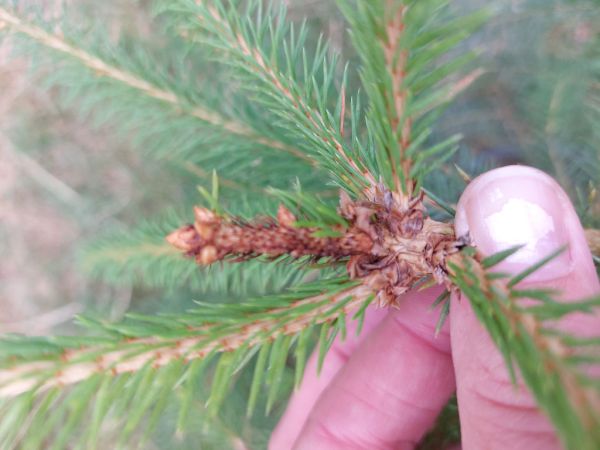 A - nie je v datab&aacute;ze