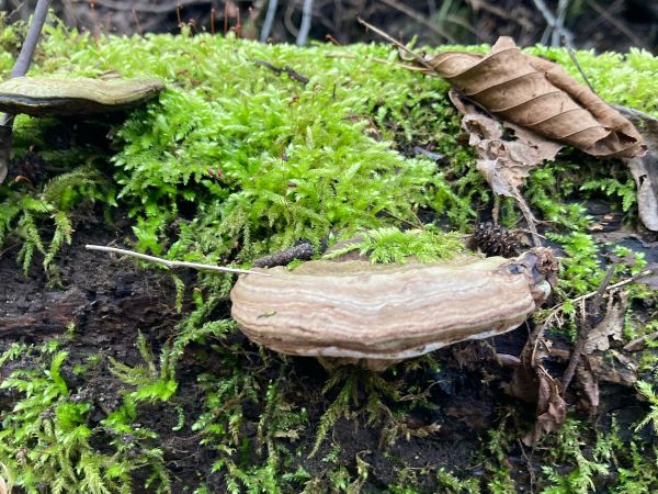 Lesklok&ocirc;rovka ploch&aacute;