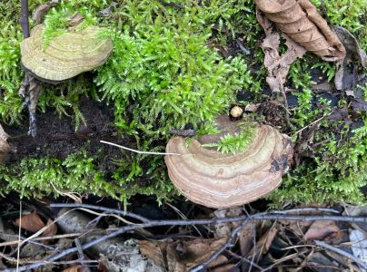 Lesklok&ocirc;rovka ploch&aacute;