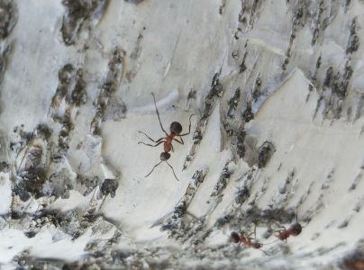 A - nejednoznačne určen&yacute;, nie sme si ist&iacute;