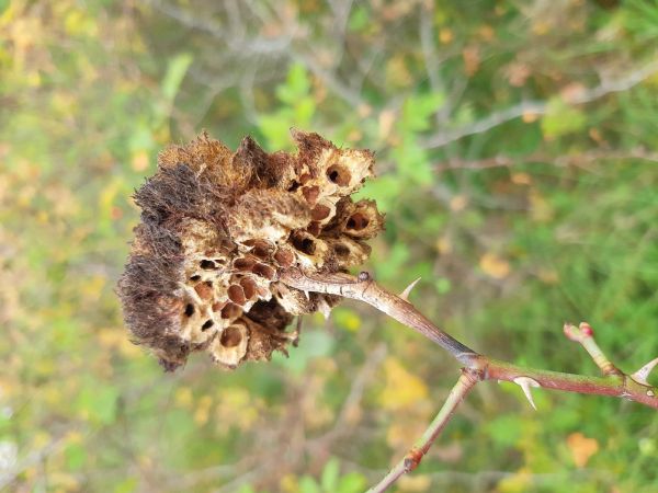 Hrčiarka ružov&aacute;