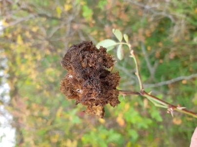 Hrčiarka ružov&aacute;