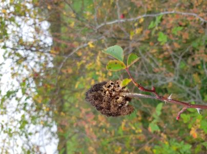 Hrčiarka ružov&aacute;