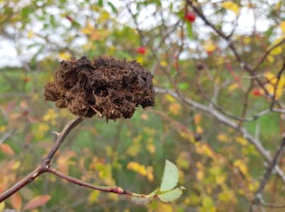 Hrčiarka ružov&aacute;