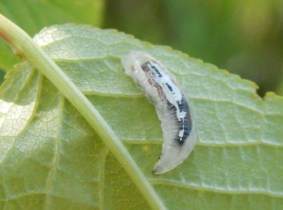 A - nejednoznačne určen&yacute;, nie sme si ist&iacute;